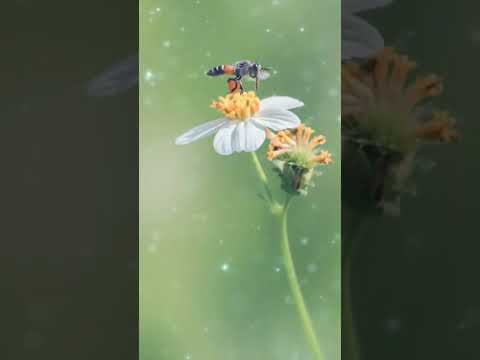 Con ong đã tỏ đường đi lối về #conong #đã tỏ #đường #đi #loive #ong #hoa #nature #tamsucungcon