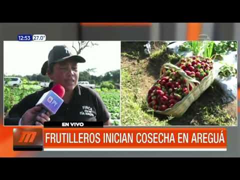 Inicia la cosecha de frutillas en Areguá
