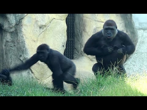 台湾台北市立動物園のゴリラ、ジャンバリやリンゴの遊びを楽しむ様子 サムネイル