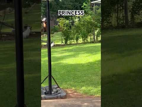 Dog #family #dog #puppy #pets #mascot #mascotas #russell