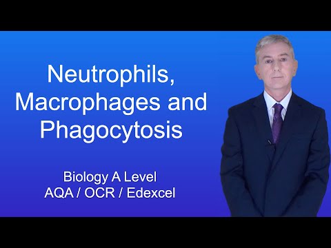 A Level Biology Revision “Neutrophils, Macrophages and Phagocytosis”