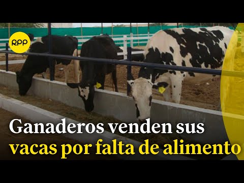 Productores de Puno en crisis: escasez de alimentos para ganado #FenomenoElNiño