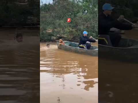 Resgate de Animais Ilhados nas Enchentes!! #riograndedosul #enchente #noticias