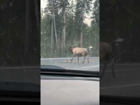 Giant bull elk crossing the road #subscribe #bullelk #shorts #yellowstone #subscribe