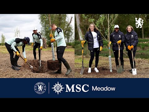 Chelsea stars launch the MSC Meadow 🌳 A joint initiative between Chelsea FC and @MSCCruises