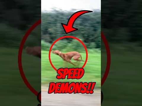 Top 5 Fastest Dog Breeds Ever ⚡🐾 (You Can’t Catch Them!)