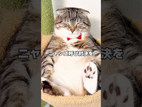 猫の動画サムネイル - よめぞーと猫の名前呼び対決したら反応が露骨すぎるニャンズがいて泣いた🤣🤣🤣 #猫