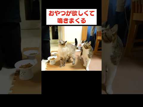 猫缶を開けようとした途端に鳴きまくる猫たち