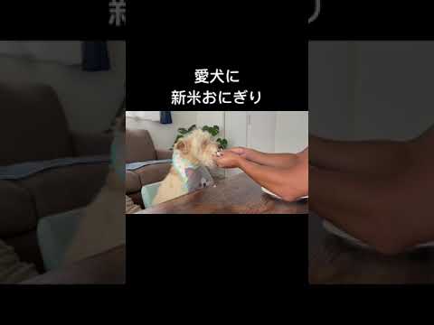 愛犬に新米おにぎり