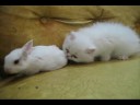 White kitten Vs White bunny ! (Very Funny video!)