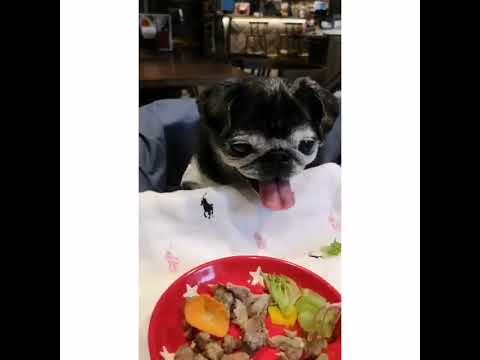黒パグ小梅🐶ステーキに大興奮🥩レタスはNG❌好き嫌いハッキリしてる小梅🐶