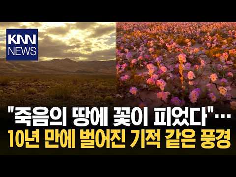 비 한 번 더 내렸을 뿐인데… 죽음의 사막이 꽃 천지로 변했다 / KNN