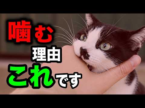 猫が噛む理由6選を獣医師が解説します【くぅのキャットフード研究室公式切り抜き】