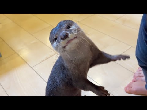 料理のおままごとに挑戦するカワウソ！ An otter tries his hand at cooking playing house!