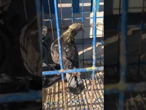 walang Kamatayang Super Canal