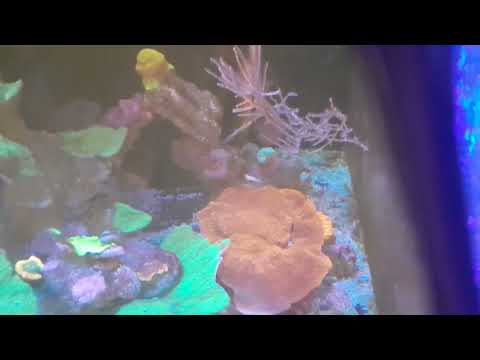 waterbox marine 60.2 living reef fish coral blades corals thanks for the follows