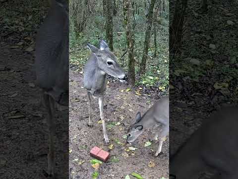 Doe Defend Her Salt Lick From Her Baby Fawn | Funny Deer Behavior Caught on Camera! 🦌😂 #shorts