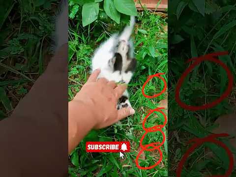 cute kitten ♥️♥️♥️ #happybirthday #aiandcats #kitten #funny #animalintelligence #cute #cat #shorts