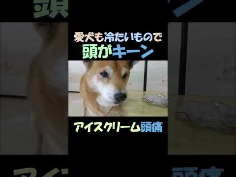 ワンちゃんも冷たいもので頭がキーン #shorts #柴犬 #dogs #アイスクリーム頭痛 #犬