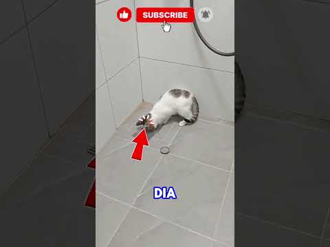 si pembersih toilet #kucinglucu #kucinganggoralucudanimut #shortvideo #cat #viral #kucing