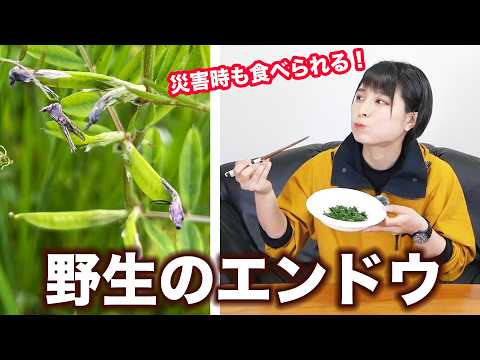 【防災キャンプ】災害時にも食べられる！カラスノエンドウって知ってる？【防災サバイバル】