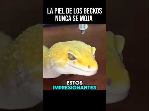 🦎😲Los Geckos nunca se mojan debido a que su piel...#animales #datoscurisos #biologia #naturaleza