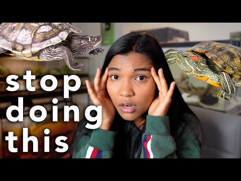 these turtle care mistakes need to STOP (things to these turtle care mistakes need to STOP... These are very simple things that every turtle keeper sho