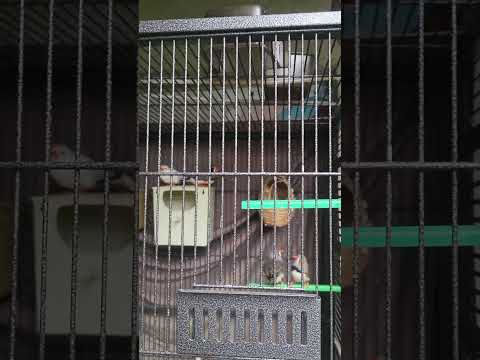 Australian zebras #finches #aviary #pets #pet #bir 