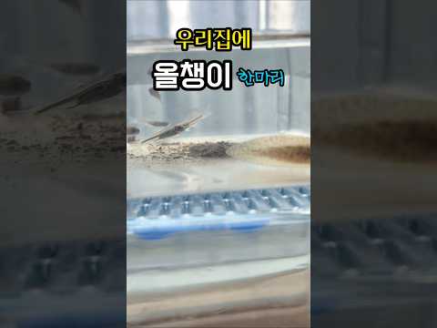 올챙이를 키우게 되었어요. #제발돼라 #개구리 #올챙이 #곤충 #곤충채집