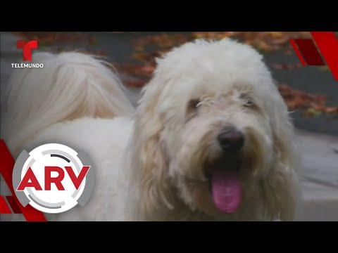 Lanzan a un perrito como candidato presidencial en Massachusetts | Al Rojo Vivo | Telemundo