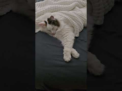 Cozy Cat #cat #kitten #snuggles #cold #warm #blanket #cuddle #calico #sleepy #snuggly