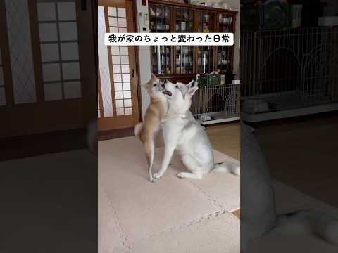 我が家の犬達のちょっと変わった日常 #shorts