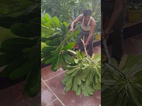 दीवाली आ गई हैं दोस्तो #houseplants #gardening #ytshorts #comedy