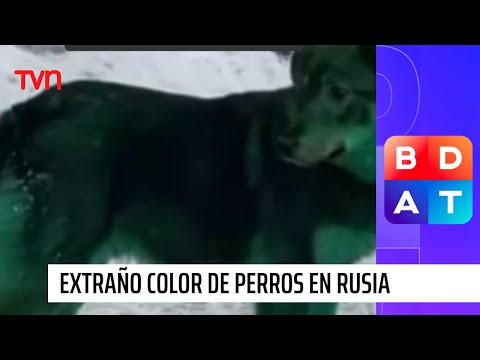 Verdes y azules: Extraño color de perros sorprende en Rusia | Buenos días a todos