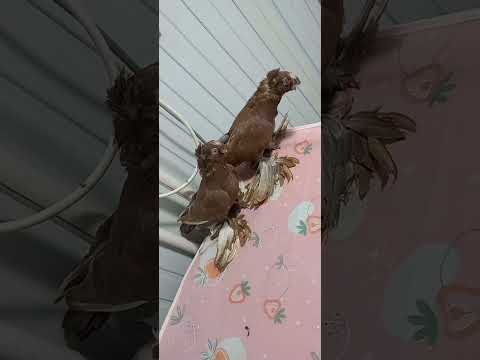 #pigeon #tauben #golub #golubi #kabootar #kabutar #reels #rek #bird #birds #tomosha