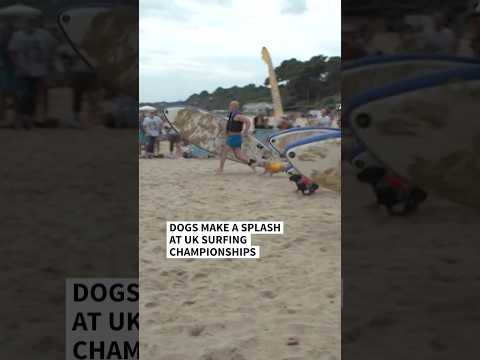 Canines race at UK dog surfing championships | AFP #shorts