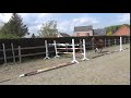 Show jumping horse Super polyvalente Toffe Merrie Jumping Dressuur Eventing