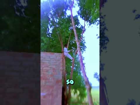 Unbelievable Tree Cutting Style Will Shock You 😱