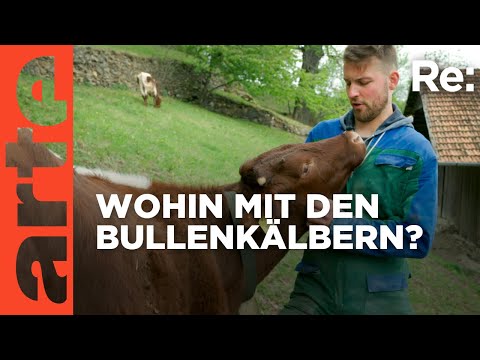 Vom Wegwerfkalb zum Alpenretter | ARTE Re: