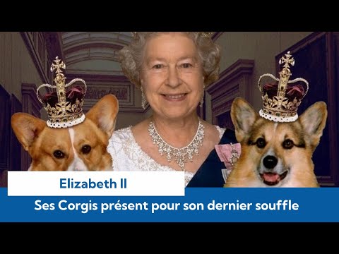 Révélations sur la mort d’Elizabeth II : ses chiens étaient à ses côtés pour son dernier souffle