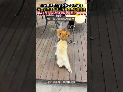 内向な犬が女神に夢中！キュートなアプローチに癒される サムネイル