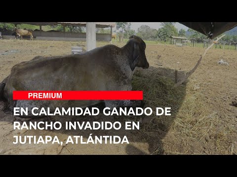 En calamidad ganado de rancho invadido en Jutiapa, Atlántida