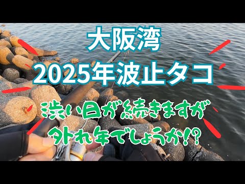 【大阪湾の波止タコ】もう新子シーズン終わりますけど、もしかして外れ年！？