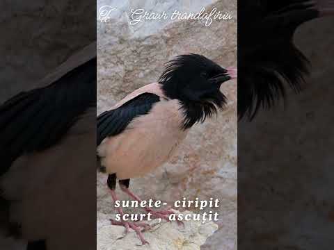 #Graur trandafiriu  # Păsări din fauna României- Ep 52