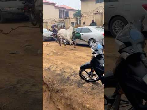 Real champion 😂 #Shorts #Bughaaa