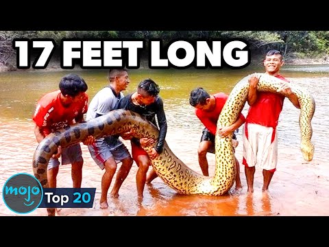 Top 20 Largest Reptiles On Earth