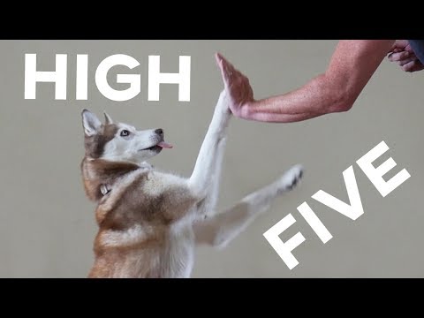 Husky High Five