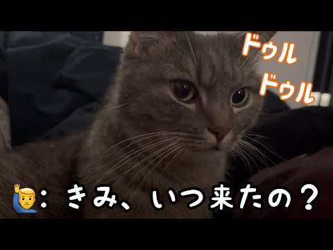 朝起きたら猫が登場！癒しの動画とお仕事サポート情報 サムネイル