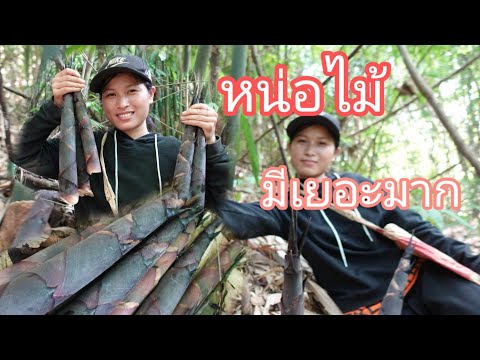 หาหน่อไม้ตามป่าธรรมชาติ-อุดมสม หาหน่อไม้ตามป่าธรรมชาติ-อุดมสม