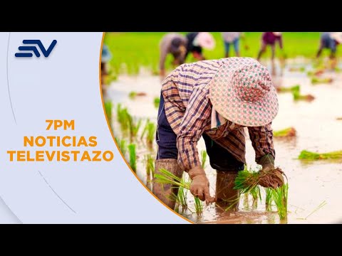 El sector agrícola de Guayas es el más afectado tras inundaciones | Televistazo | Ecuavisa